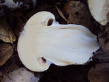 Cortinarius lilacinocolossus image