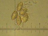 Cortinarius lilacinocolossus image