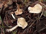 Hebeloma velutipes image