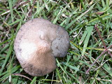 Panaeolus cinctulus image