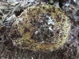 Myriostoma coliforme image