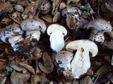 Cortinarius lilacinocolossus image