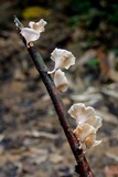 Trogia infundibuliformis image