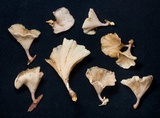 Trogia infundibuliformis image