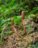 Ophiocordyceps sobolifera image