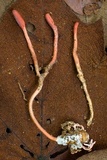 Ophiocordyceps sobolifera image