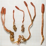 Ophiocordyceps sobolifera image