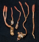 Ophiocordyceps sobolifera image