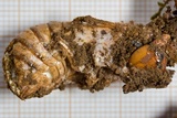 Ophiocordyceps sobolifera image