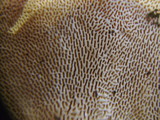 Trametes gibbosa image