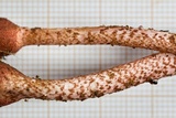 Ophiocordyceps sobolifera image