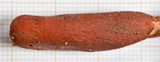 Ophiocordyceps sobolifera image