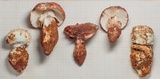 Amanita robusta image