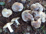 Hebeloma sinapizans image
