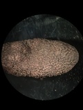 Xylaria polymorpha image