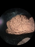 Xylaria polymorpha image