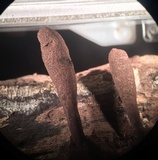 Xylaria cubensis image