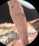 Xylaria cubensis image
