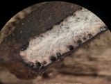 Xylaria cubensis image