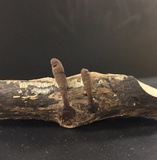 Xylaria cubensis image