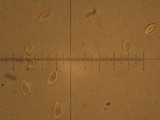 Hebeloma sinapizans image