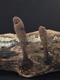 Xylaria cubensis image