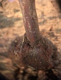 Xylaria cubensis image