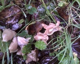 Helvella elastica image