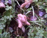 Helvella elastica image