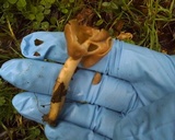 Helvella elastica image
