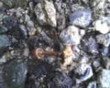 Psilocybe coprophila image