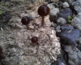 Psilocybe coprophila image