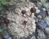 Psilocybe coprophila image