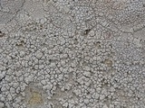 Pertusaria californica image