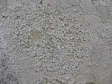 Pertusaria californica image