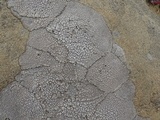 Pertusaria californica image