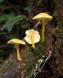 Tricholomopsis aurea image