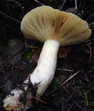 Russula postiana image