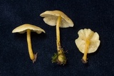 Tricholomopsis aurea image