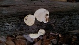 Tyromyces chioneus image