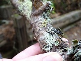 Hypogymnia enteromorpha image