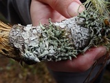 Hypogymnia enteromorpha image