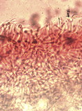 Russula postiana image