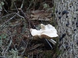 Pluteus petasatus image