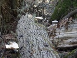 Pluteus petasatus image