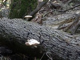 Pluteus petasatus image