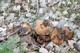 Clitocybe brunneocephala image