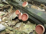 Cookeina speciosa image
