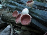 Cookeina speciosa image