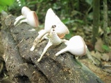 Cookeina speciosa image
